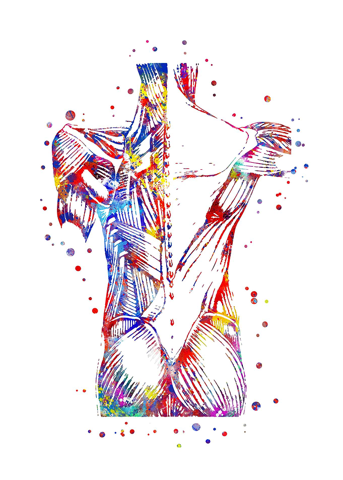 Human muscles