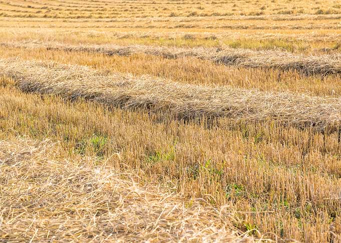 Agriculture Nature Harvest