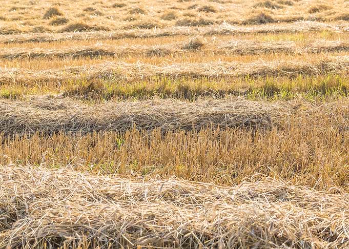 Agriculture Nature Harvest