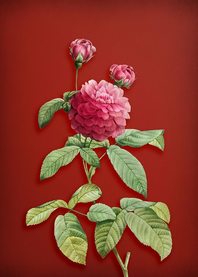 Agatha Rose in Bloom Red