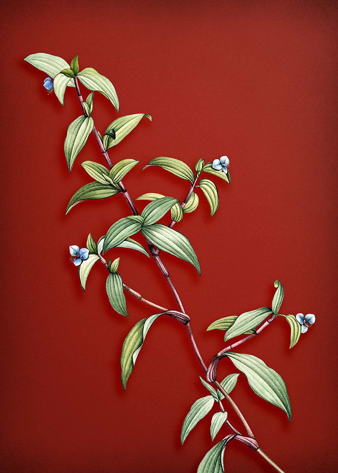 Birdbill Dayflower on Red