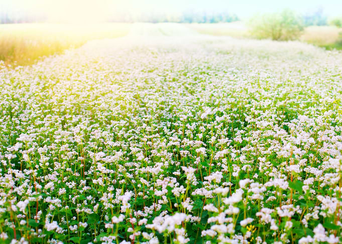 Agriculture Bloom Blossom