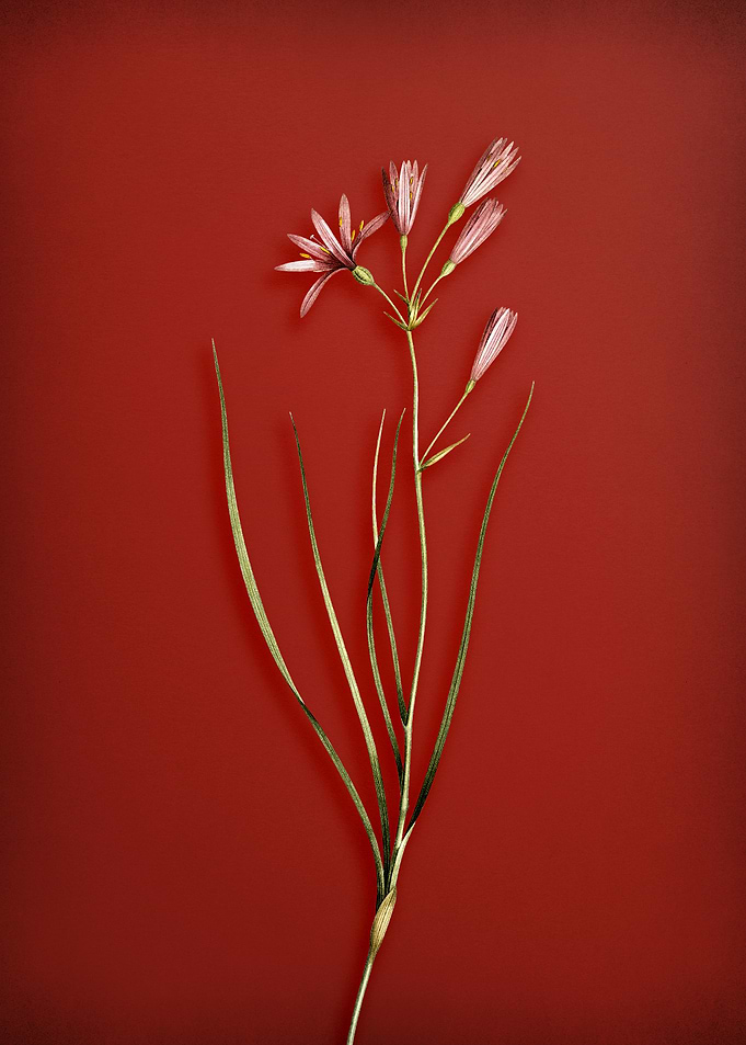 Amaryllis Montana on Red
