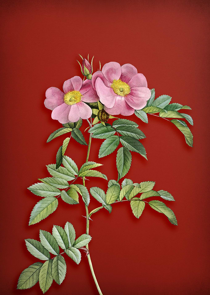 Rosa Lucida on Red