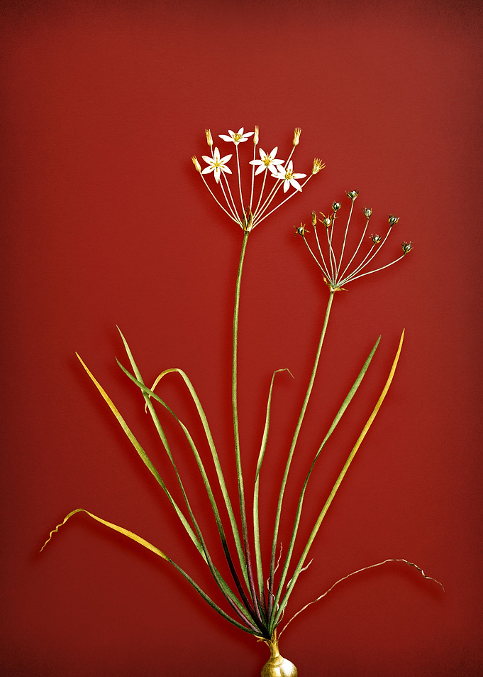 Allium Straitum on Red