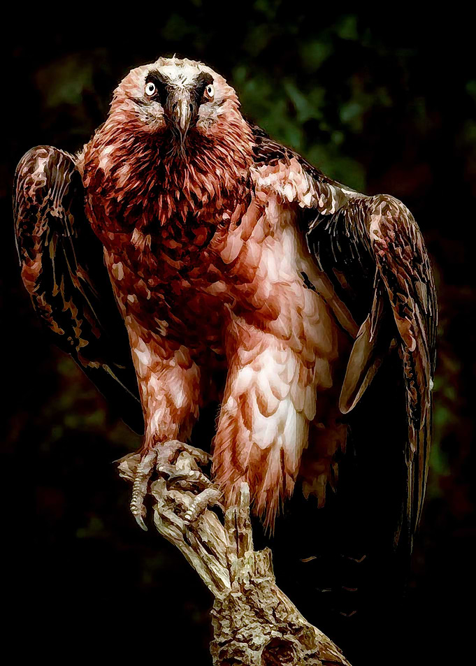 Animals 90