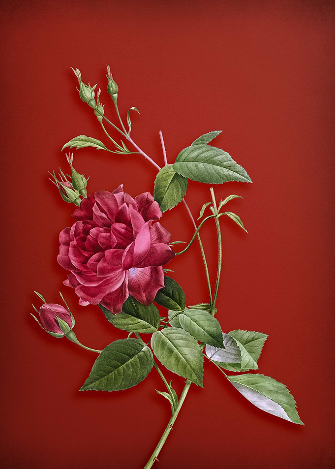 Blood Red Bengal Rose