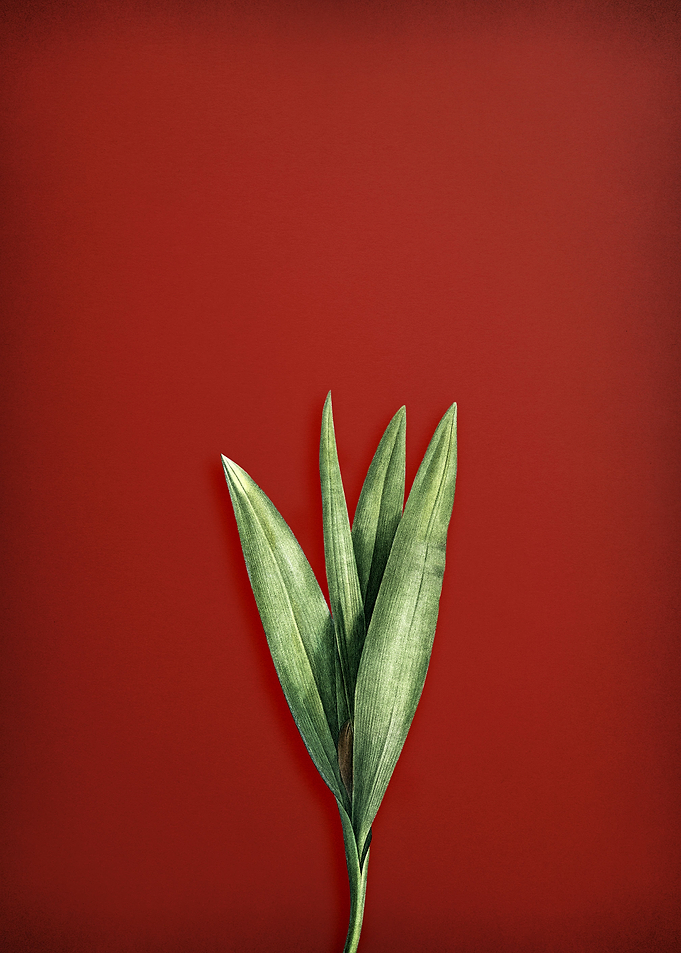 Autumn Crocus on Red