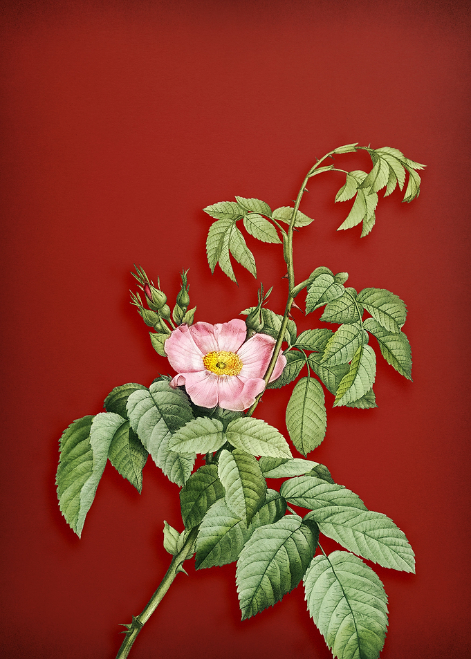 Vintage Apple Rose on Red