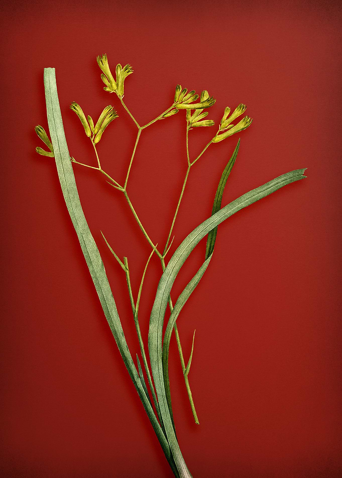 Anigozanthos on Red
