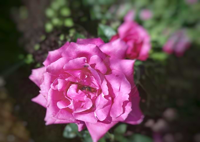 rose pink