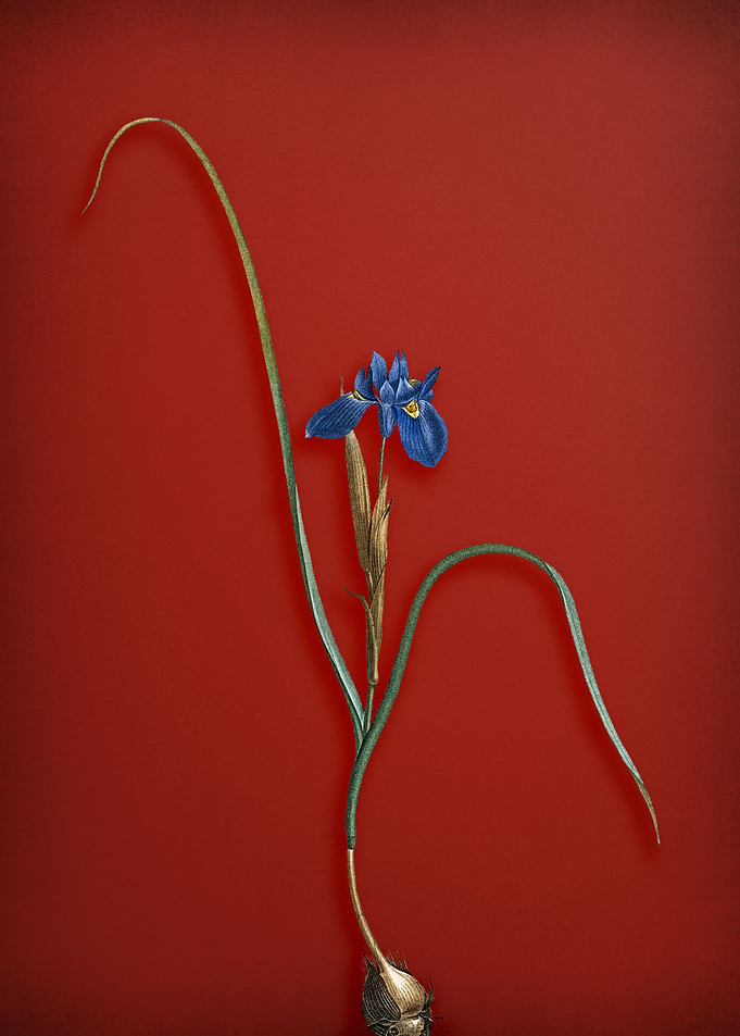 Barbary Nut on Red