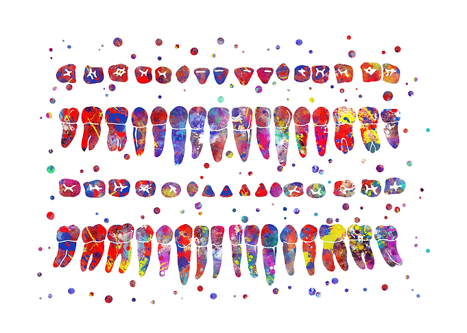 Human teeth diagram