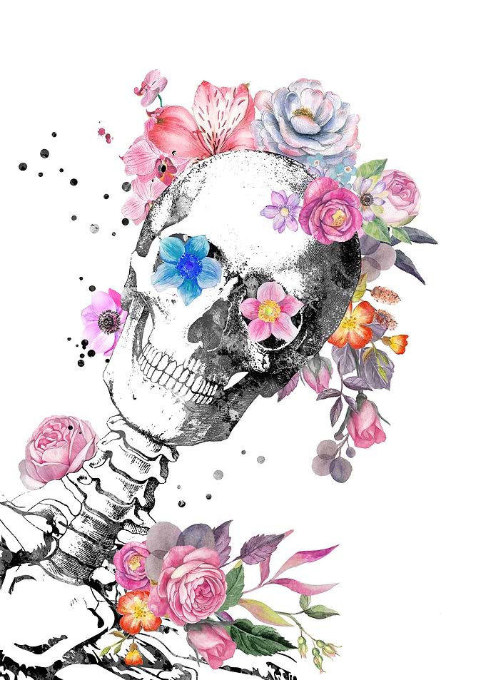 Skull anatomy
