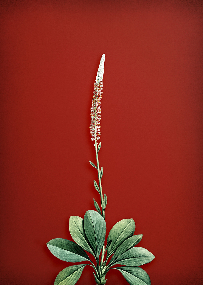 Blazing Star on Red