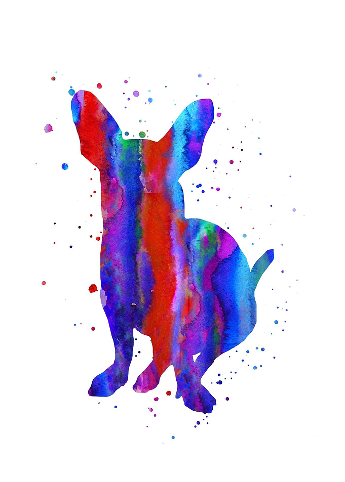 Chihuahua