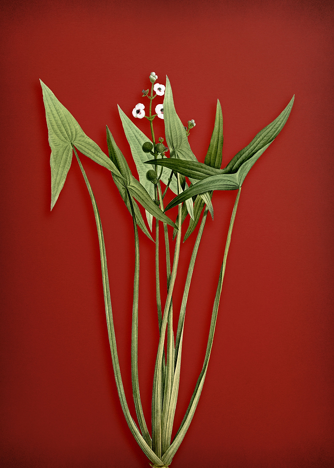 Arrowhead on Red