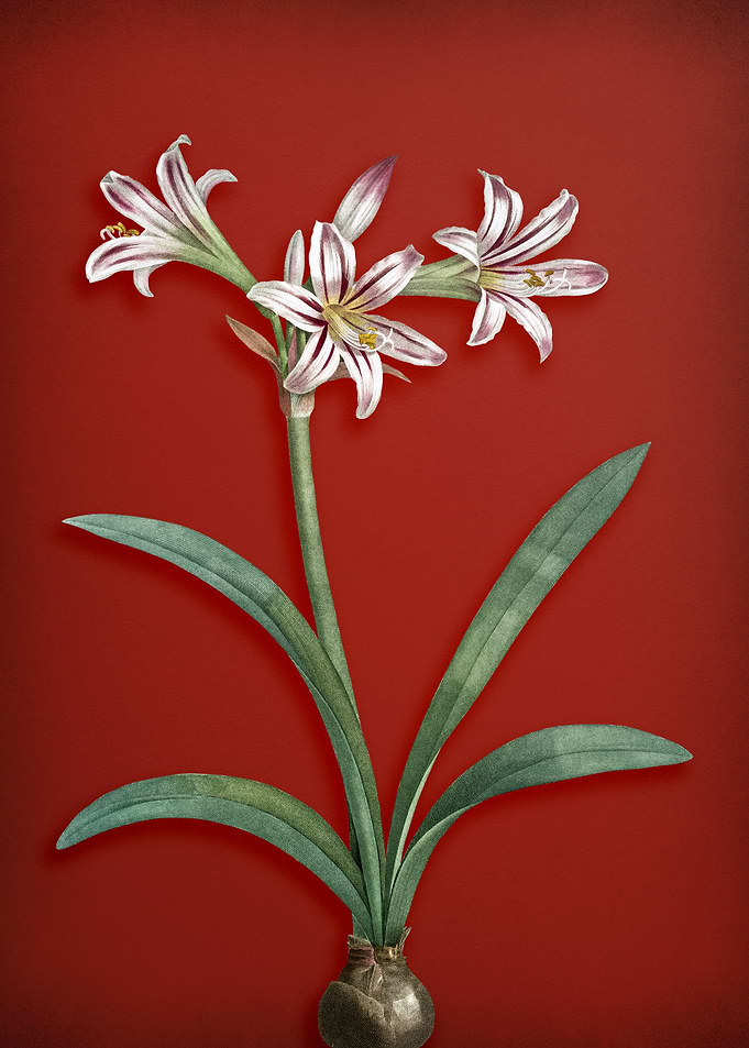 Amaryllis on Red