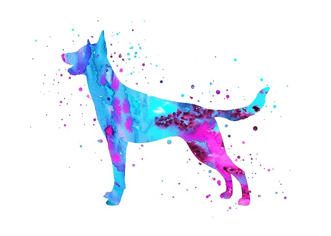 Belgium Malinois