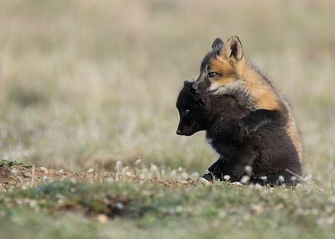 Animal Fox