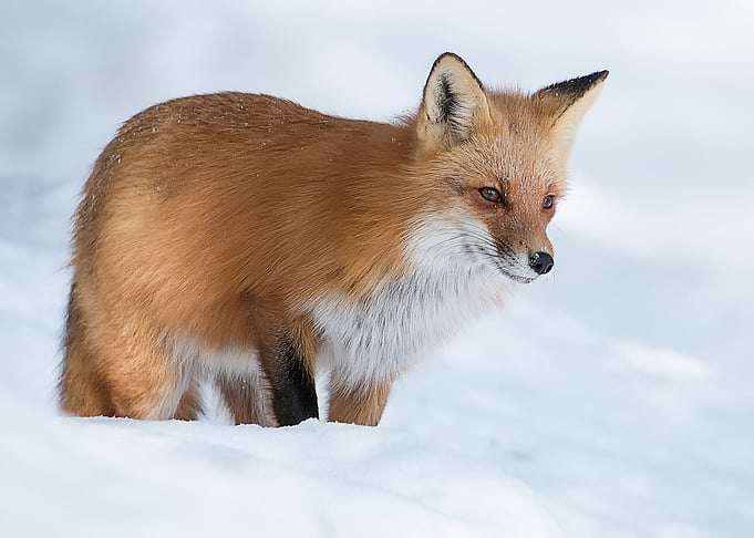 Animal Fox