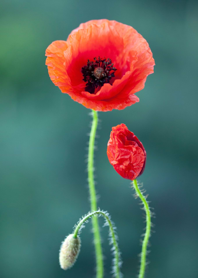 Floral composition
