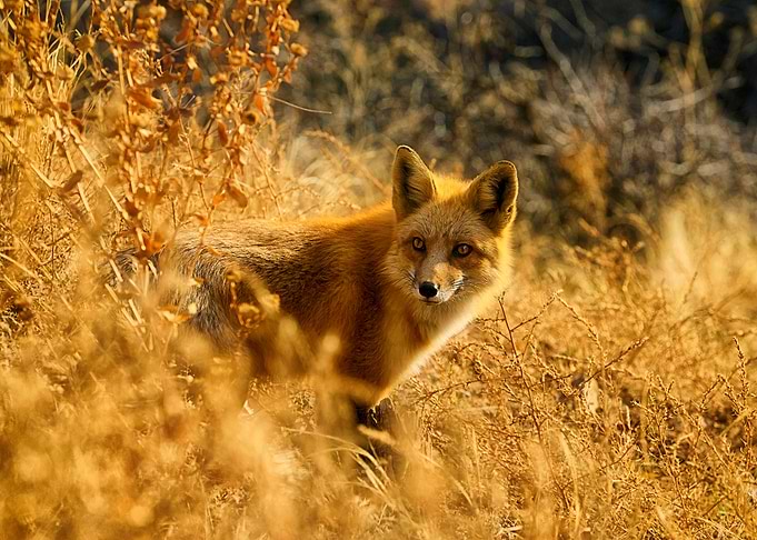 Animal Fox