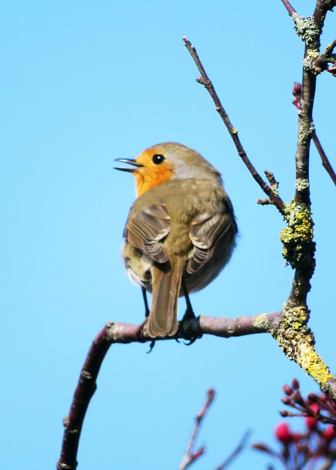 Red Robin