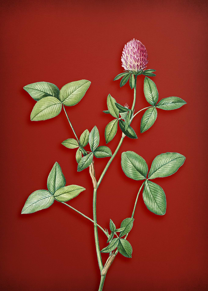 Pink Clover on Red