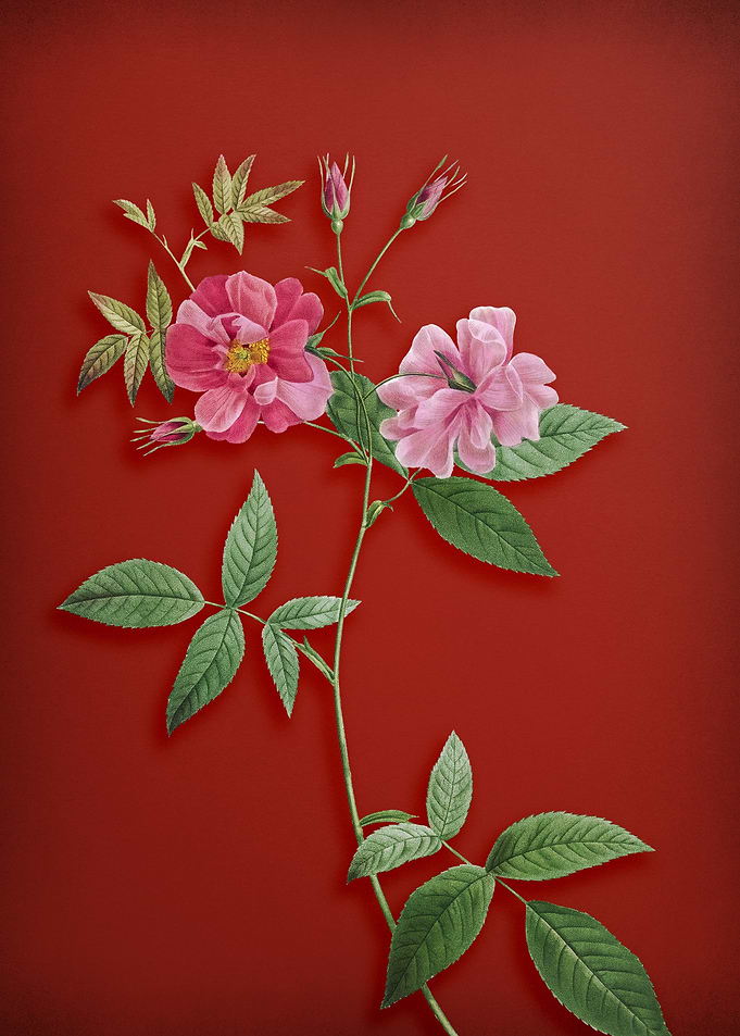 Hudson Rosehip on Red