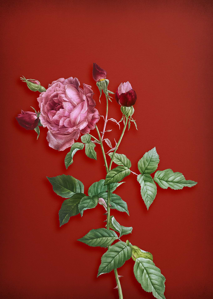 Provence Rose on Red