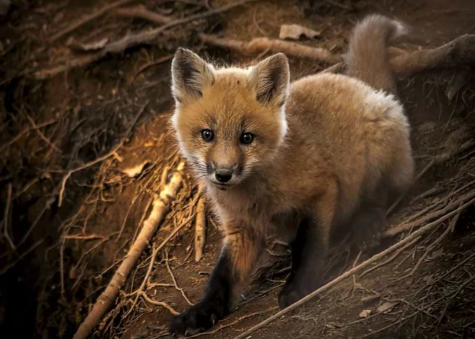 Animal Fox