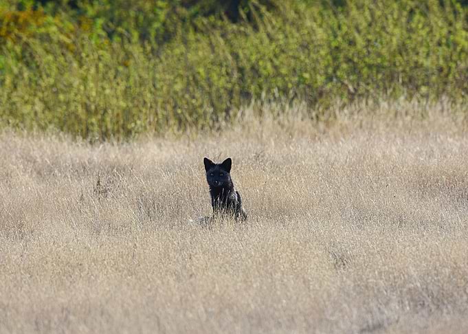 Animal Fox