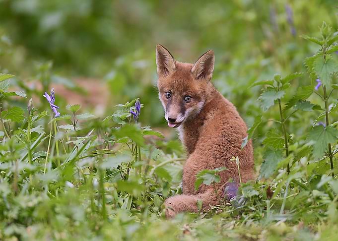 Animal Fox