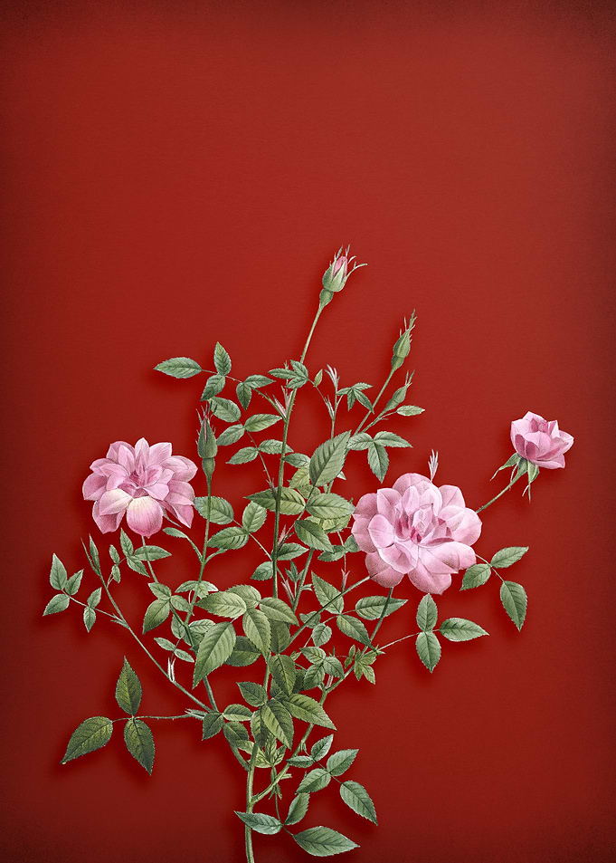 Dwarf Rosebush on Red