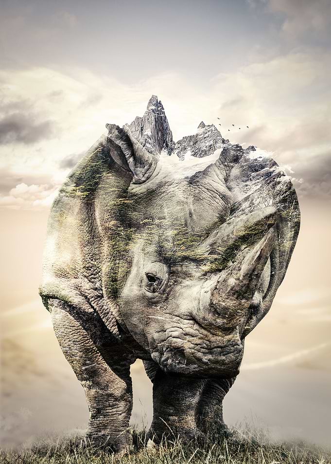 Rhinoceros