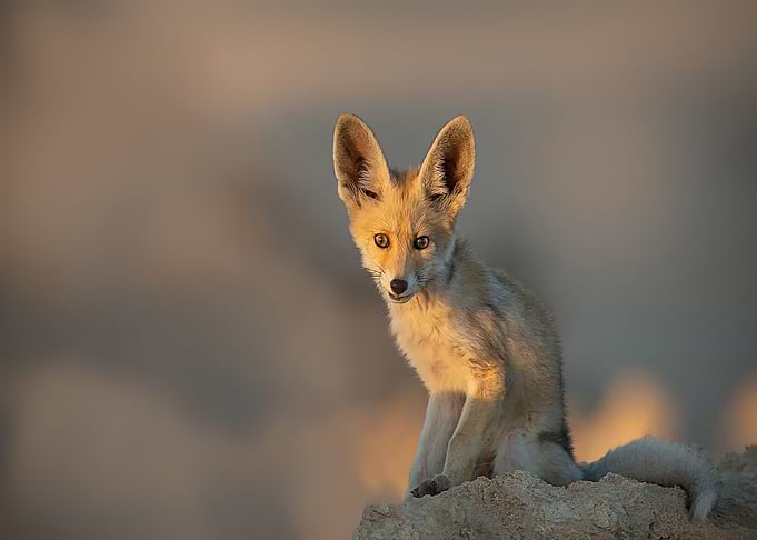 Animal Fox