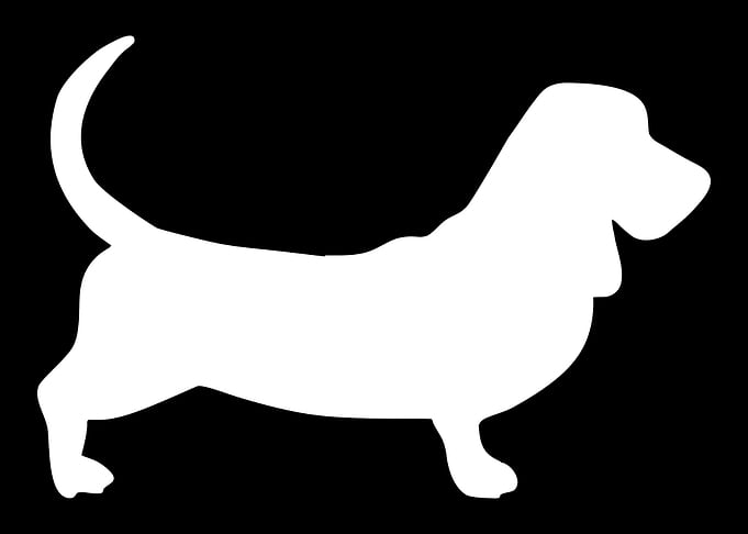 Basset Hound