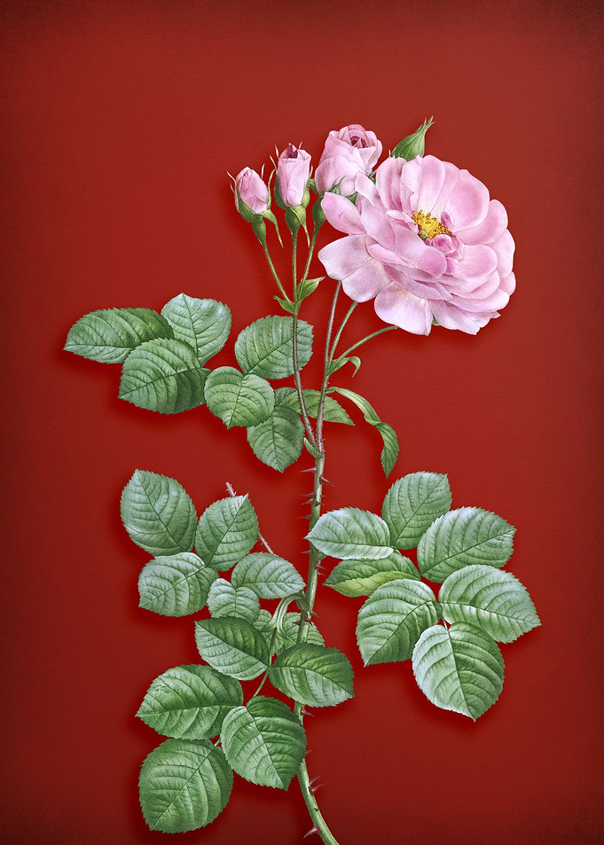 Damask Rose on Red