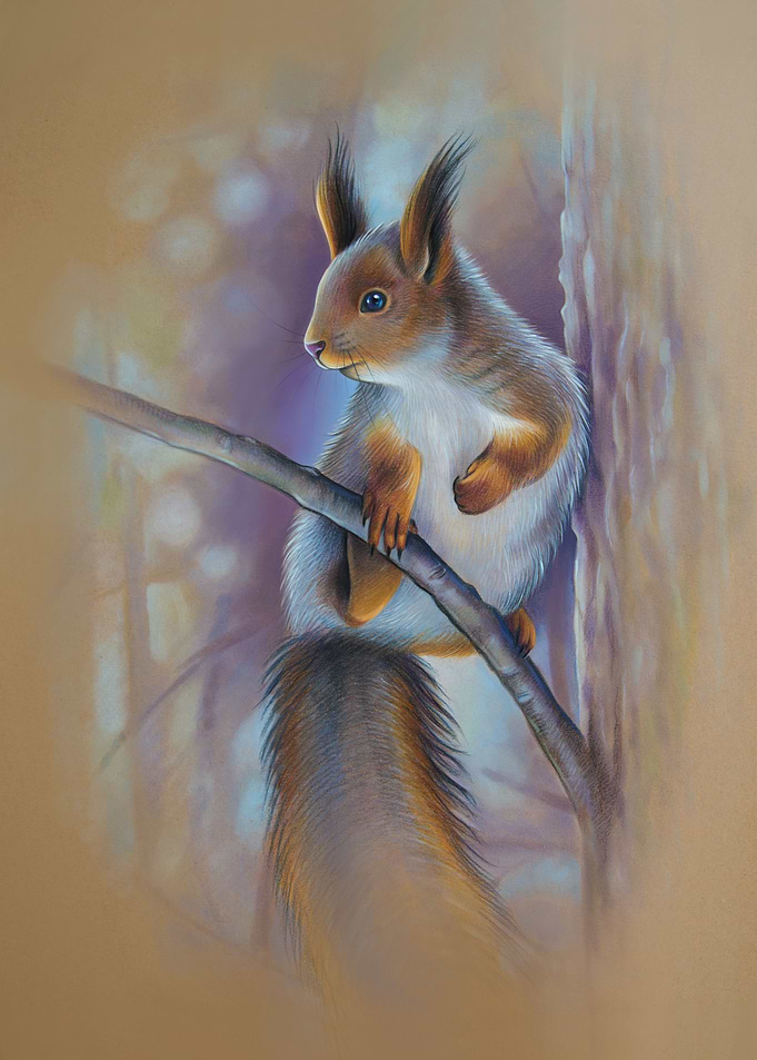 Beautiful squirrel