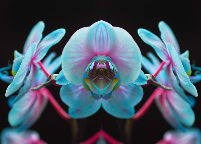 Exotic Blue Orchid