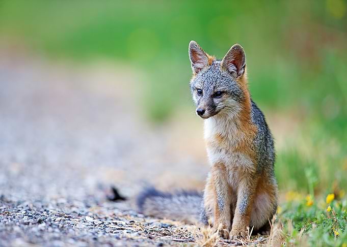 Animal Fox
