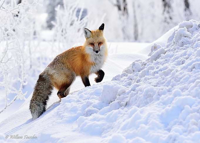 Animal Fox