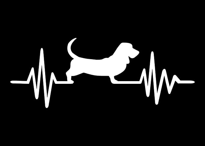 Basset Hound