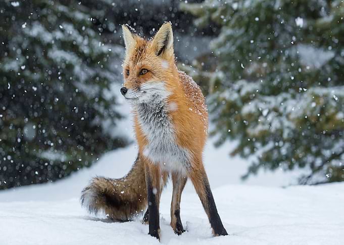 Animal Fox