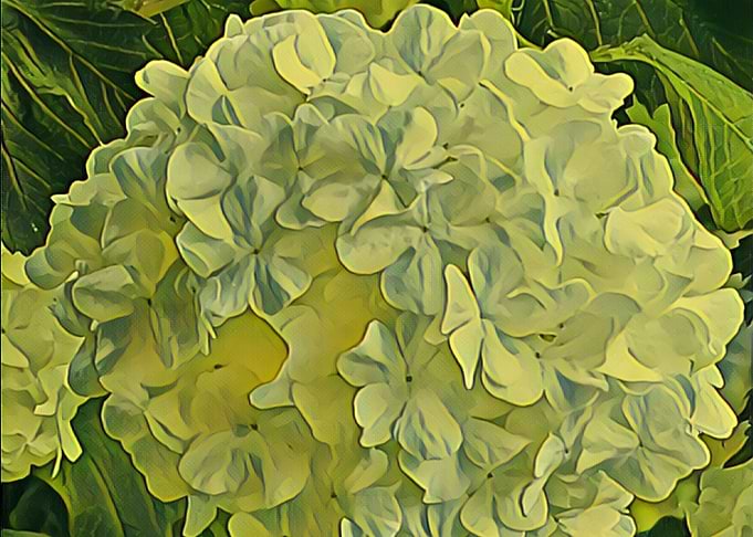 colorful flower