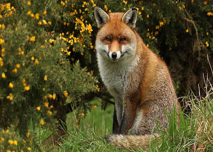 Animal Fox