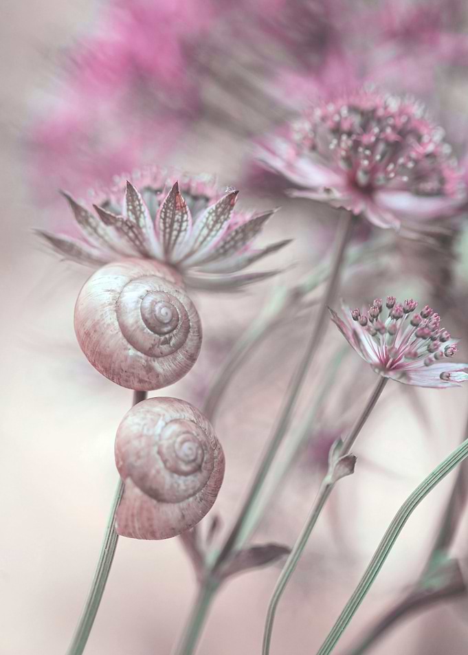 Floral composition