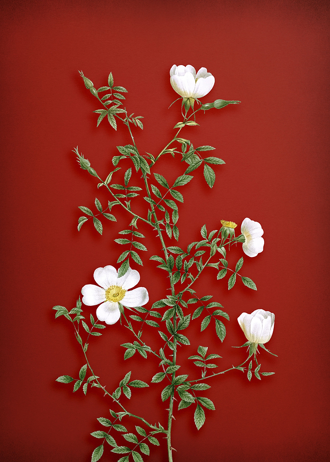 Hedge Rose on Red