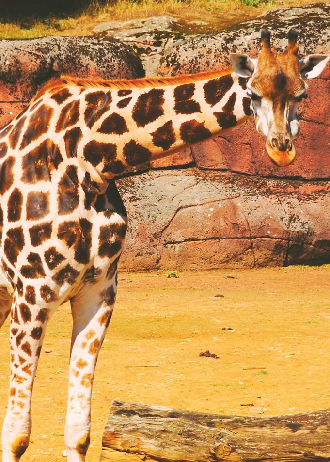 Giraffe